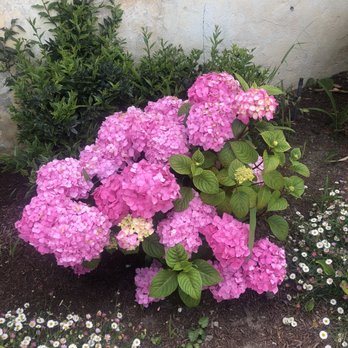 Carmel Mission Basilica - Gorgeous hydrangeas - Churches Near Me - Carmel, California Carmel Mission Basilica - Gorgeous hydrangeas - Churches Near Me - Carmel, California