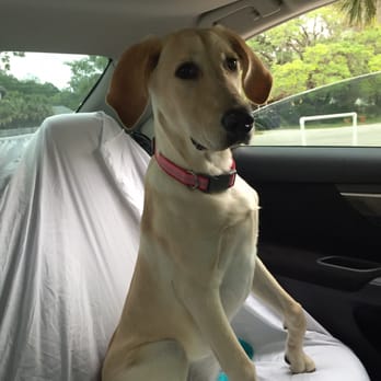 Silver Acres Pet Care - This is "crazy wild untamable dog" that she speaks of. - Pet Boarding Near Me - Silverhill, Alabama Silver Acres Pet Care - This is "crazy wild untamable dog" that she speaks of. - Pet Boarding Near Me - Silverhill, Alabama
