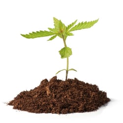 Mr. Hemp CBD - Hemp CBD