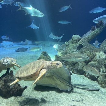 Albuquerque Biological Park - Aquarium - Landmarks & Historical Buildings Near Me - Albuquerque, New Mexico
