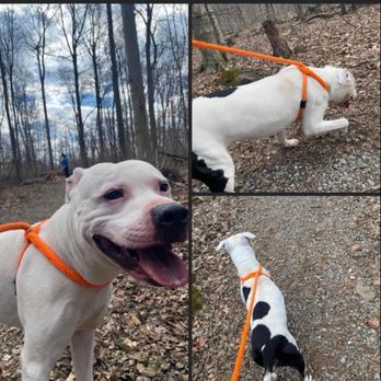 Playful Pups Retreat - Dexter on his lucky walk - Pet Boarding Near Me - Elizabethtown, Pennsylvania Playful Pups Retreat - Dexter on his lucky walk - Pet Boarding Near Me - Elizabethtown, Pennsylvania