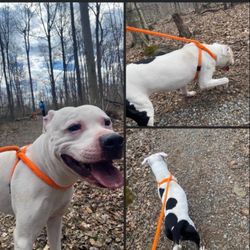 Playful Pups Retreat - Dexter on his lucky walk