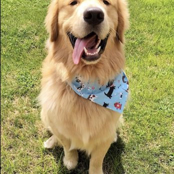 Sievers Retrievers - Pet Services Near Me - Brussels, Illinois