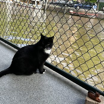 De Poezenboot - Animal Shelters Near Me - Amsterdam, New Hampshire