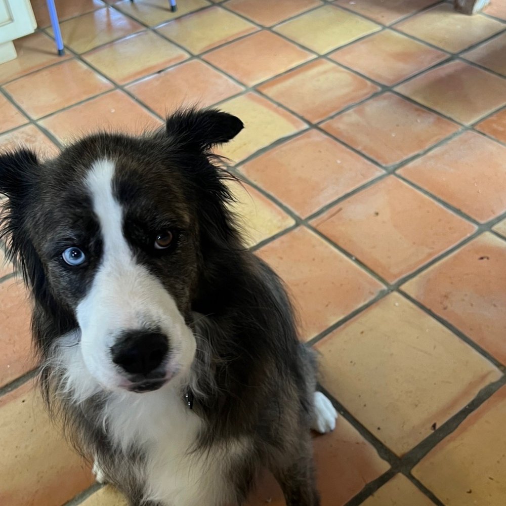 Purrfectly Pampered Paws - Pet Groomers Near Me - Lancaster, California Purrfectly Pampered Paws - Pet Groomers Near Me - Lancaster, California