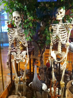 Museo Nacional de Ciencias Naturales by null