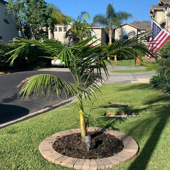 GC Tree Service - Our beautiful new palm provided by GC Tree Service September 2022 - Tree Services Near Me GC Tree Service - Our beautiful new palm provided by GC Tree Service September 2022 - Tree Services Near Me
