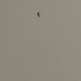 Lynwind - Crawling up the walls on the kitchen counter - Apartments Near Me - Davenport, Florida