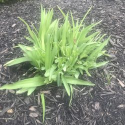 Wesley's Landscape & Lawncare