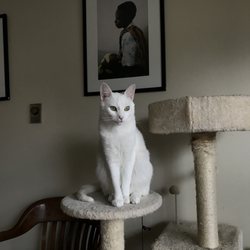 Berkshire Veterinary Hospital - My rare rescue cat BVH saved while I was overseas