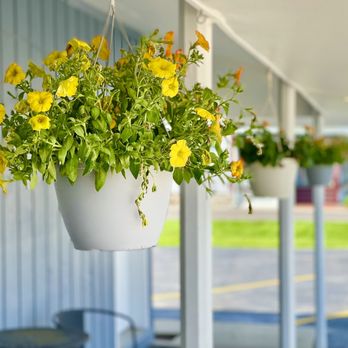 Local Folks - Hanging Plants - American Near Me - Burlington, Wisconsin Local Folks - Hanging Plants - American Near Me - Burlington, Wisconsin