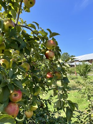 Carver Hill Orchard by null