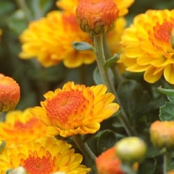 Leck's Greenhouses & Nursery