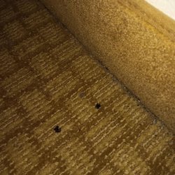 Buffalo Inn - Dead spiders beside the bed