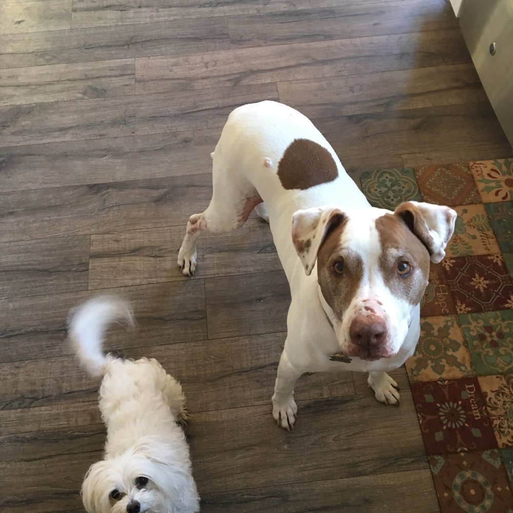 Nala's World - Best Buddies! - Dog Walkers Near Me Nala's World - Best Buddies! - Dog Walkers Near Me
