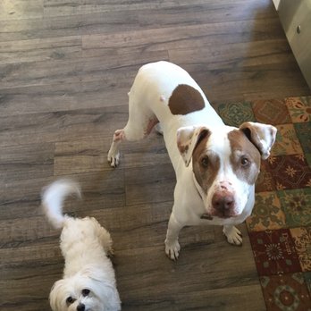 Nala's World - Best Buddies! - Dog Walkers Near Me Nala's World - Best Buddies! - Dog Walkers Near Me