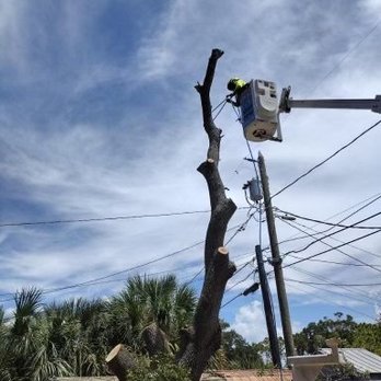 Perez Vasquez Tree Service - Tree Services Near Me Perez Vasquez Tree Service - Tree Services Near Me