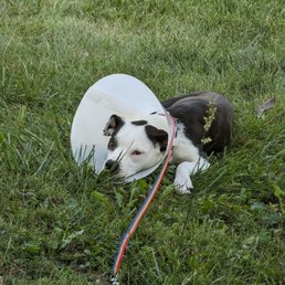 Stitch came home and laid down in the cool grass, I bet that felt good after her surgery. Thank you all so very much! Stitch came home and laid down in the cool grass, I bet that felt good after her surgery. Thank you all so very much!