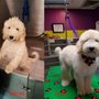 Photo of Lather & Leash Dog Grooming