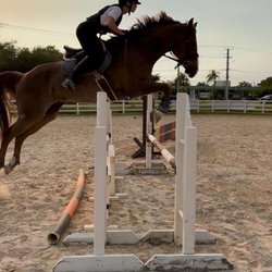 European Sport Horses