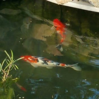 Aloha Sushi - Sushi Bars Near Me - Folsom, California