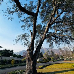Royal Tree Service - Oak tree damaged by high winds during fires in Altadena, Royal tree service removed it.