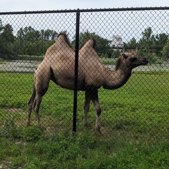 Minnesota Zoo - Camel - Zoos Near Me - Apple Valley, Minnesota Minnesota Zoo - Camel - Zoos Near Me - Apple Valley, Minnesota