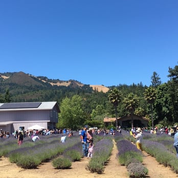 Sonoma Lavender Barn - Festivals Near Me - Kenwood, California Sonoma Lavender Barn - Festivals Near Me - Kenwood, California