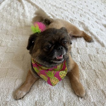 Pet's Plaza Grooming - Pet Groomers Near Me - Westminster, California