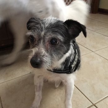 Bay View Veterinary Clinic - This is Rosa, she is 13 years old and a rescue. - Veterinarians Near Me - Mukwonago, Wisconsin