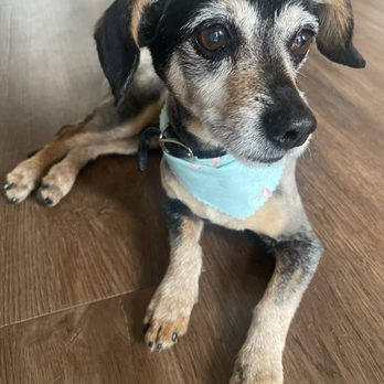 Woof Pack Grooming - Pet Groomers Near Me - Camarillo, California Woof Pack Grooming - Pet Groomers Near Me - Camarillo, California