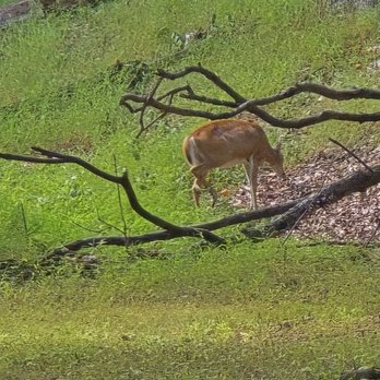 Lone Elk Park - Parks Near Me - Valley Park, Missouri Lone Elk Park - Parks Near Me - Valley Park, Missouri
