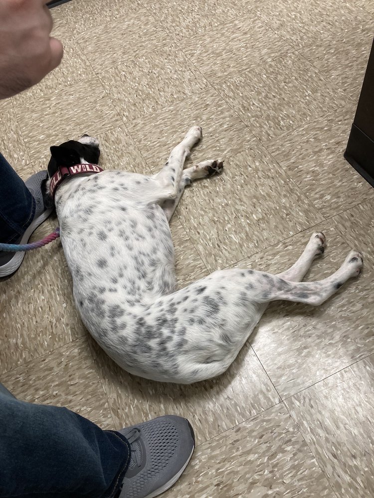 RUSH VETERINARY URGENT CARE Updated September 2024 21 Reviews 7525 Tilghman St, Allentown
