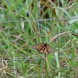 Fisher Farm - Monarch in the Fisher Farm Monarch Sanctuary. Hopefully succeeding in the multi-segment cycle.