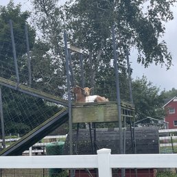 Goats on-site! The babies were Adorable Goats on-site! The babies were Adorable
