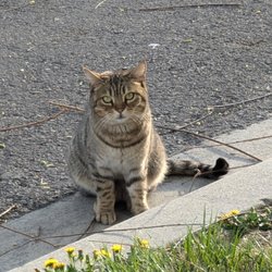 Utah Veterinary Hospital - This is the lost cat returned home.