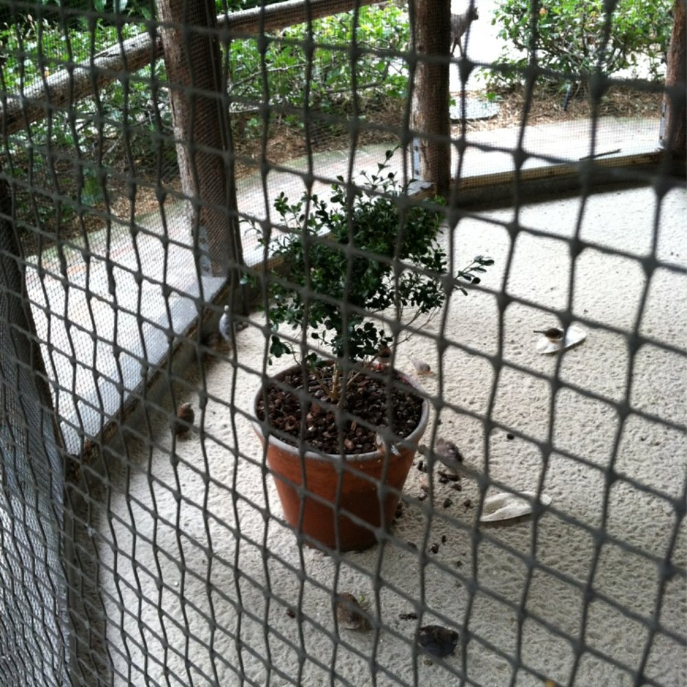 Aviary