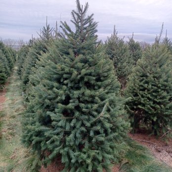 Unangst Tree Farm - The 2022 Beast - 7ft. Douglas - Attraction Farms Near Me - Bath, Pennsylvania Unangst Tree Farm - The 2022 Beast - 7ft. Douglas - Attraction Farms Near Me - Bath, Pennsylvania