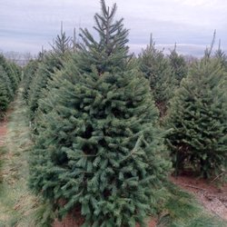 Unangst Tree Farm - The 2022 Beast - 7ft. Douglas