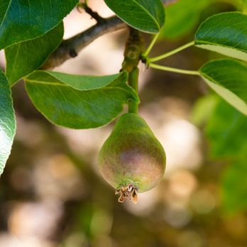 Filoli - small pear - Botanical Gardens Near Me - Woodside, California