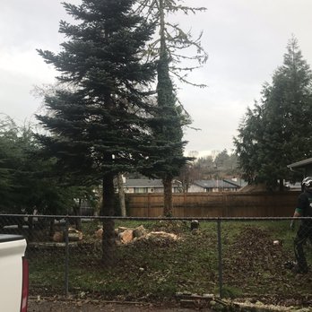 Dead Or Alive Tree Service - Dead tree was being smothered by ivy so it had to be "shaved". Guys did a great job. - Tree Services Near Me - Olympia, Washington Dead Or Alive Tree Service - Dead tree was being smothered by ivy so it had to be "shaved". Guys did a great job. - Tree Services Near Me - Olympia, Washington