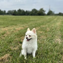 Overpeck County Park Dog Run - Henry Hoebel Area