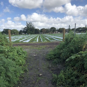 Family Farm - Strawberry fields - Fruits & Veggies Near Me - Davie, Florida Family Farm - Strawberry fields - Fruits & Veggies Near Me - Davie, Florida