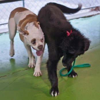 Calm and Balanced Canine - Pet Training Near Me - Toronto, Ontario