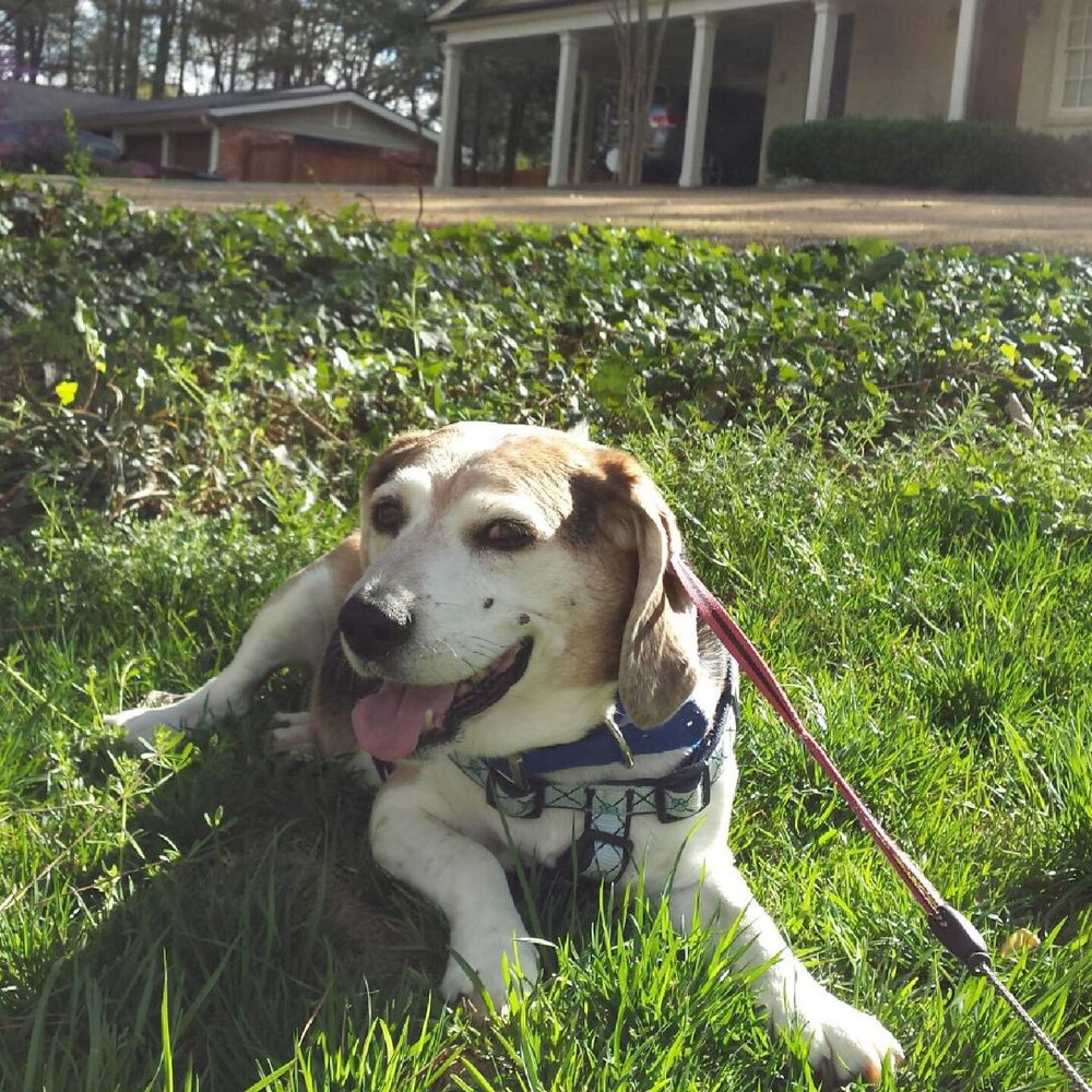 Jack during his walk yesterday with Alex! Jack during his walk yesterday with Alex!