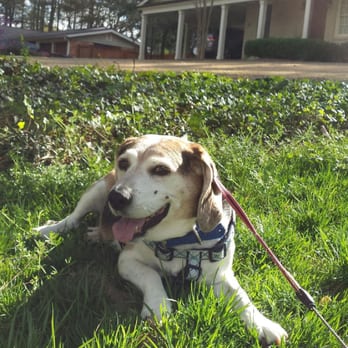 PupWalkr - Jack during his walk yesterday with Alex! - Dog Walkers Near Me - Atlanta, Georgia PupWalkr - Jack during his walk yesterday with Alex! - Dog Walkers Near Me - Atlanta, Georgia