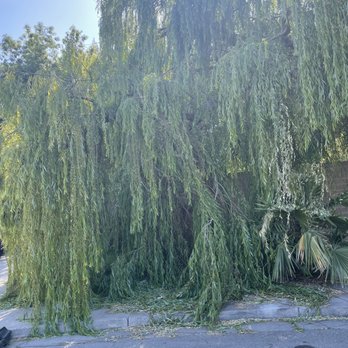 Affordable Tree - Tree Services Near Me - Tracy, California