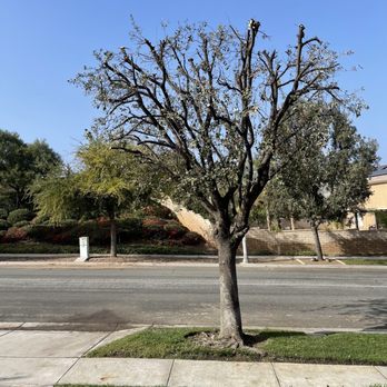 Melendez Tree Service - The After Picture of the Trimmed tree! Looks clean. Thank you for your service. - Tree Services Near Me - Corona, California Melendez Tree Service - The After Picture of the Trimmed tree! Looks clean. Thank you for your service. - Tree Services Near Me - Corona, California