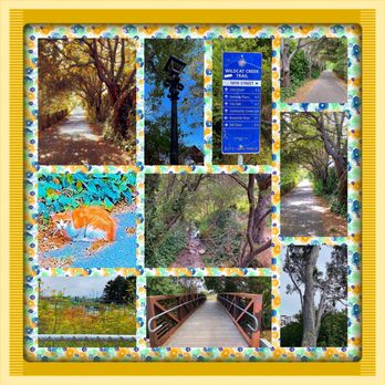 Wildcat Creek Trail - Montage of images from Wildcat Creek Trail - Hiking Near Me - San Pablo, California Wildcat Creek Trail - Montage of images from Wildcat Creek Trail - Hiking Near Me - San Pablo, California