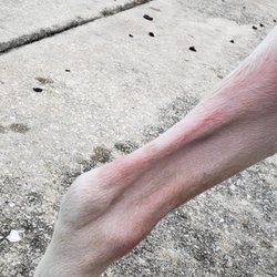 OrthoPets
